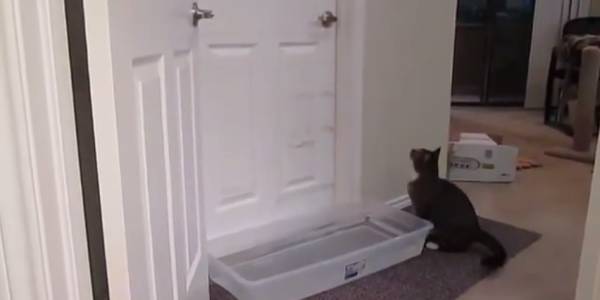 You Won’t Believe How Clever This Cat Is. Nothing Could Stop Him From What He’s Doing… Not Even A Trap!