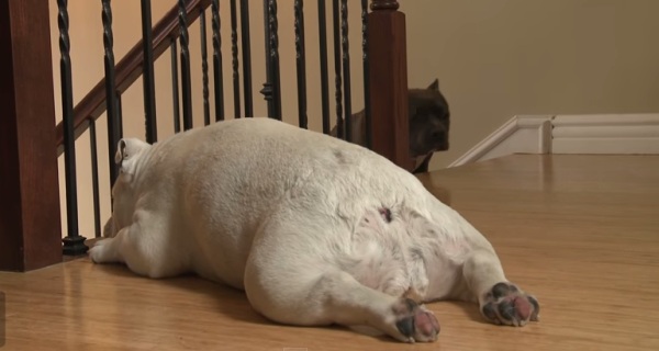 This Rescued Bulldog Felt So Depressed Until Her Owner Did Something Strange. Since Then, Everything Was Changed!
