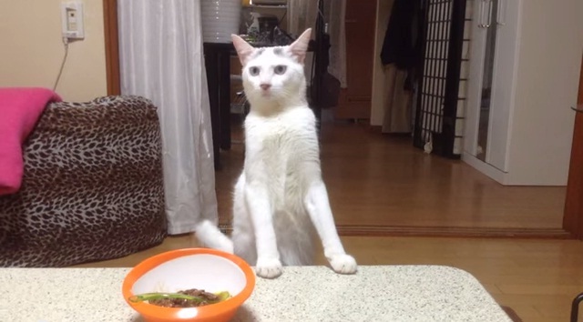 This Cat Just Wanted To Eat. But When Told To Move Away From The Table, This Hilarity Followed… Lol!