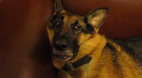 This German Shepherd Waking Up From A Deep Sleep Is Definitely All Of Us. Extremely Hilarious Thing We All Can Relate To… Lol!