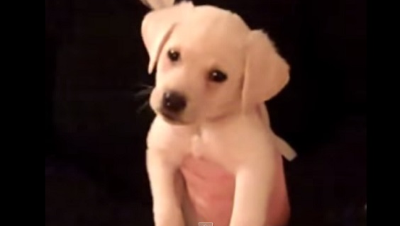This Puppy Got Curious On The Sound Of The Guitar. What Happened Next Will Surely Make You Smile