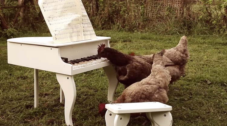 These Hens Are The Most Awesome Animal Piano Players Ever.