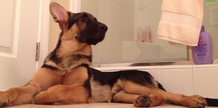 Watch How This Adorable German Shepherd Sings Together With His Owner