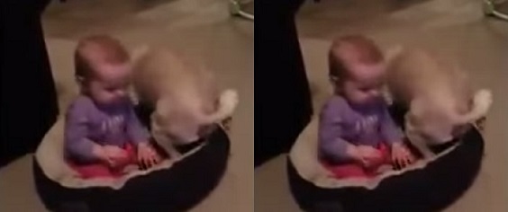 This Dog Hilariously Struggled For The Ownership Of His Bed