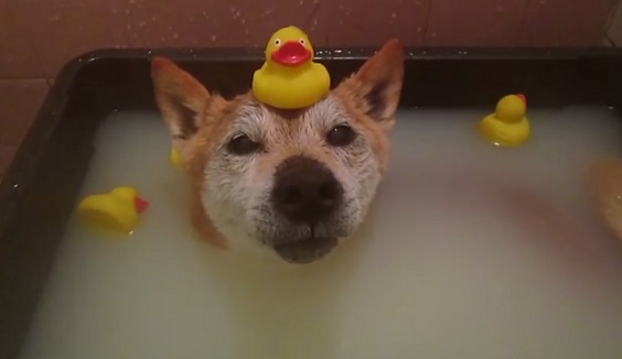 This Dog Will Show You His Balancing Skills While He Takes A Bath