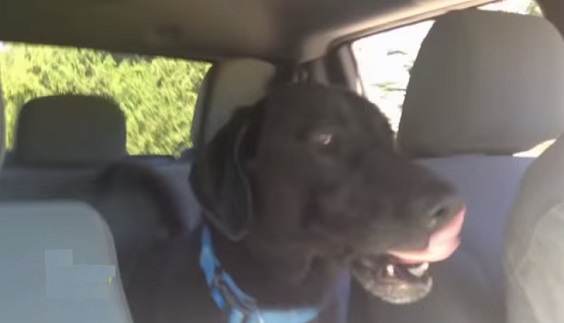 This Dog Hilariously Responds After Knowing That They Will Be Going To The Park