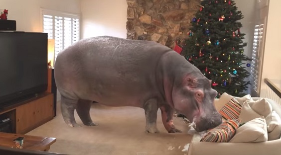 His Son Wanted A Hippopotamus For Christmas So He Gave It