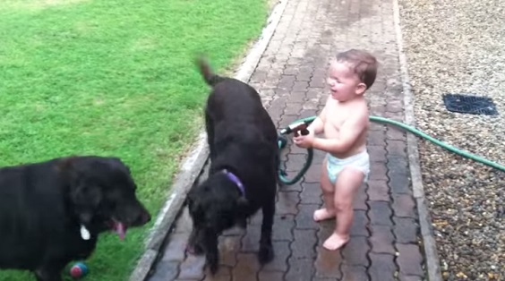 This Naughty Kid Hilariously Sprayed The Dogs With Water