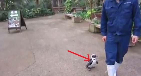 This Penguin Chased The Man Hoping That They Can Be Friends At The End