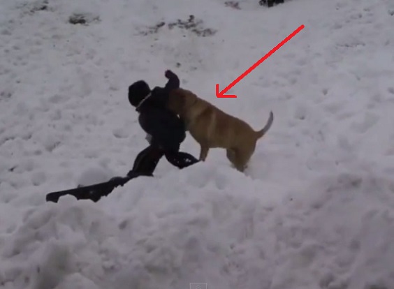 This Dog Hilariously Punished All Those Who Failed At Snowboarding