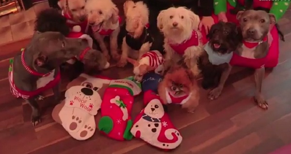 These 12 Adorable Dogs Are Dressed Up With Christmas Costumes