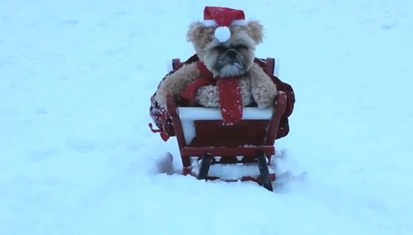 The Most Famous Teddy Bear Dog “Munchkin” With His Cute Christmas Outfit