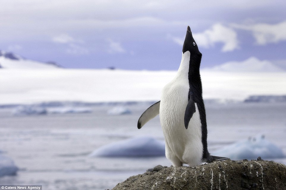Поднимать пингвинов в антарктиде вакансии. Переворачивать пингвинов. Пингвин падает. Пингвин на спине. Пингвин упал.