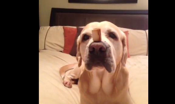 This Intelligent Dog Shows Off The Perfect Pet Trick Ever