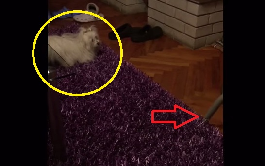 This Adorable Maltese Doesn’t Like The Vacuum Cleaner