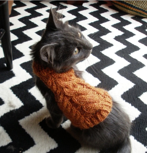 15 Adorable Photos Of Animals Wearing Winter Clothes