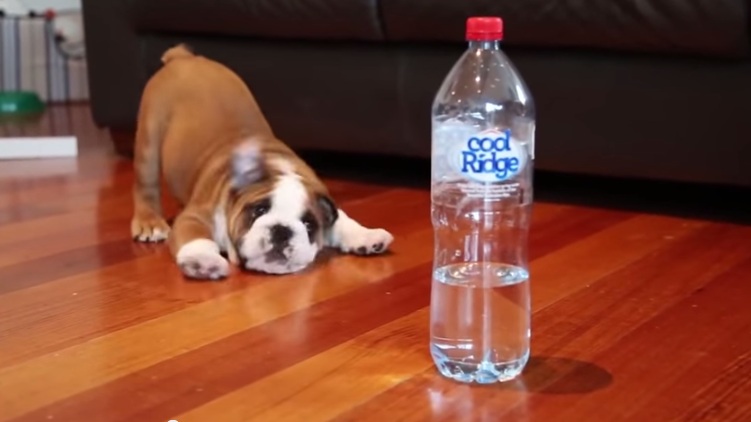 This Bulldog Want To Tell His Owner He Hates Mineral Bottle