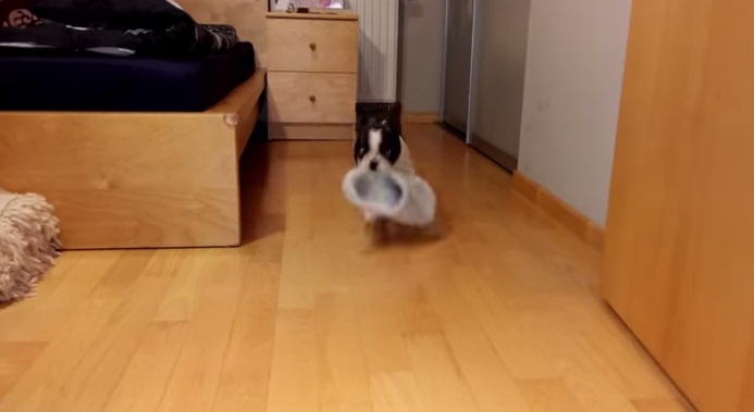 This Bulldog Is Obsessed With Slippers And Loves Stealing It