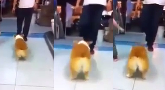 This Adorable Doggy Can Dance Better Than What You Think