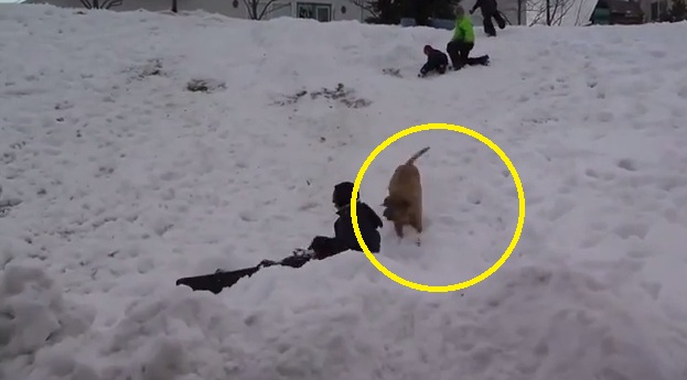 Watch How This Cute Dog Reacts When His Master Fails The Mini-Snowboarding