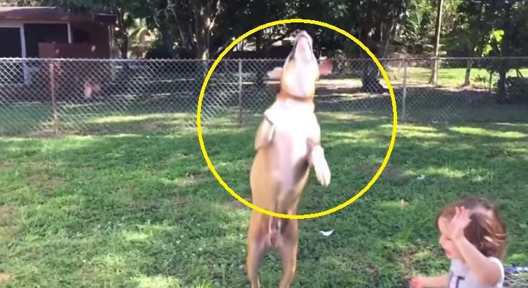 Watch How This Adorable Doggy Catch Bubbles In Slow Motion
