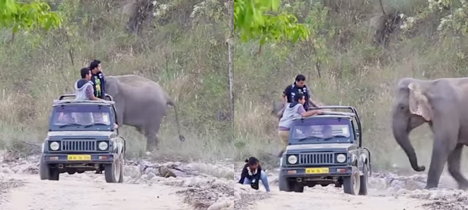 Elephant Warns The People On The Car
