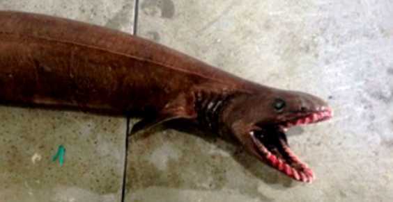 Rare ‘Prehistoric’ Shark Species Found In Australian Waters, A Terrifying ‘Living Fossil’