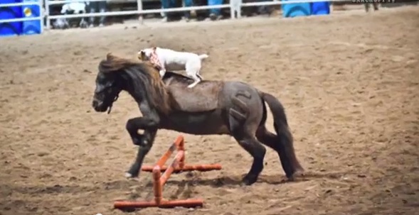 This Miniature Horse With His Pal Jack Russel Terrier Perform Stunts Across America