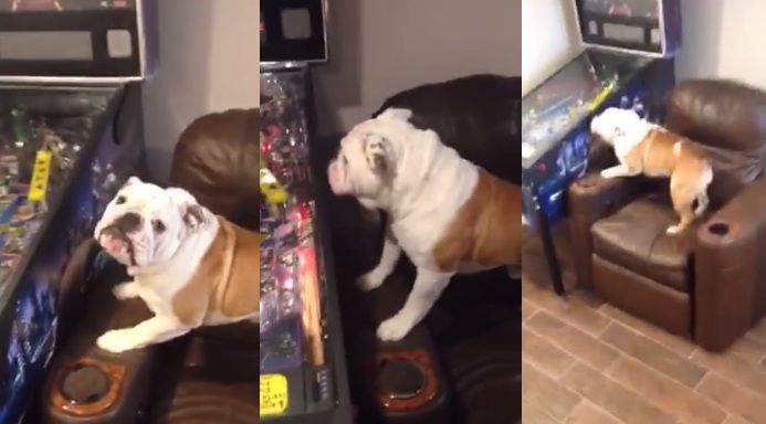 Watch How This English Bulldog Shows Excitement In Playing The Pinball