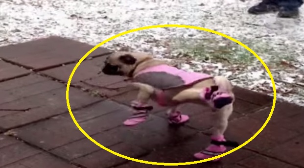 This Little Doggy Really Wants To Remove Her Winter Boots