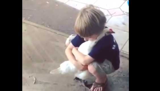 Have You Hugged Your Chicken Lately? This Boy Just Did And The Chicken Sweetly Hugged Back.