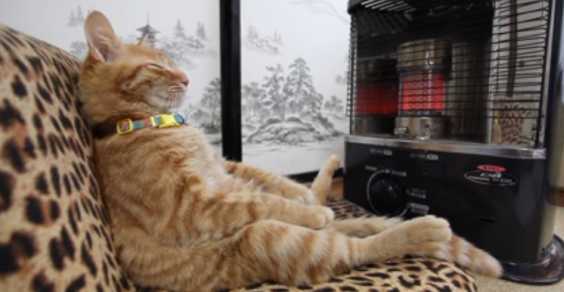 Cat Enjoys Warming Herself By A Heater
