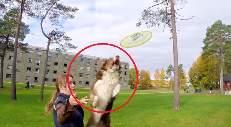 This Amazing Doggy Is The Best Animal Frisbee Player
