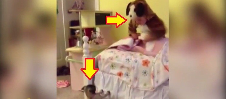 Watch How These 2 Cutties Barks Off With Each Other