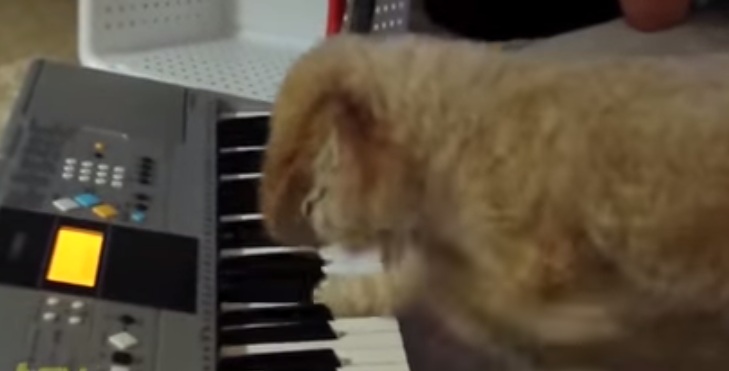 Watch How This Adorable Doggy Plays Piano Better Than You