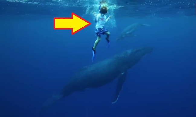 Watch How These Kids Swim With The 40 Ton Humpback Whale