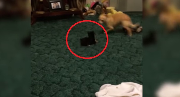 This Little Doggy Is The Bravest Puppy On Earth