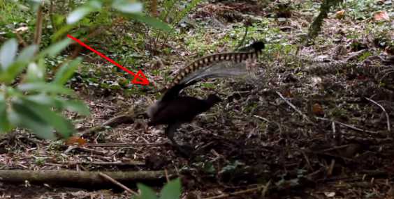 This Is A Lyrebird And It Can Imitate Different Kinds Of Sounds