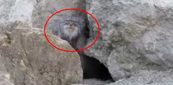 Pallas’s Cat Found A Camera, Did Something Creepy With It