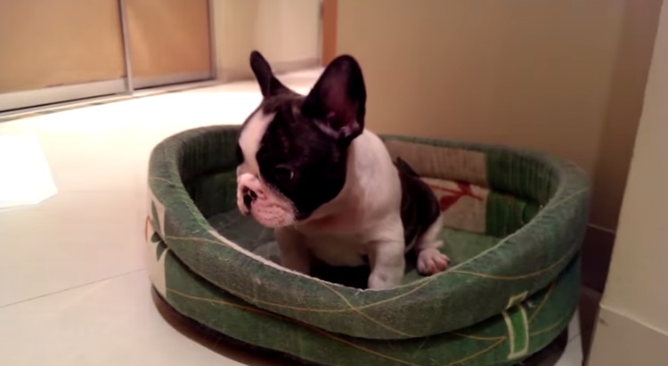 Adorable Puppy Tries To Bark For The First Time, Watch How Cute This Is