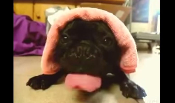 Watch How This Doggy Does The Cutest Slurp Slurp Ever