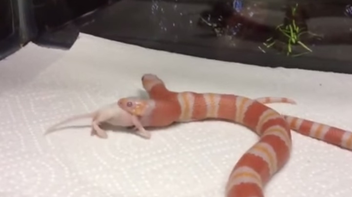 Viral Video: “Medusa” The Two-Headed Snake Taking Its Meal