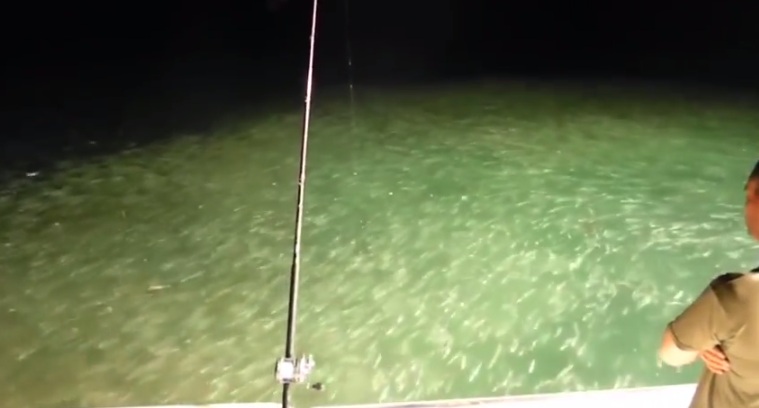These Fishermen Caught An Incredible Footage Of A Massive Group Of Squid