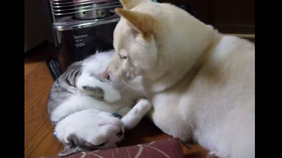 Dog Tries To Sleep On Cat And It’s Hilarious To Watch