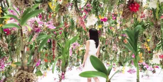 These Flowers Floating In The Air Creates A Fascinating And Beautiful Scenery