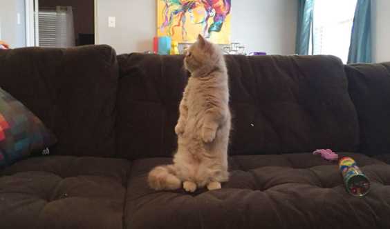 Meet George, The Human-Like Cat Who Hilariously Prefers To Stand On 2 Legs