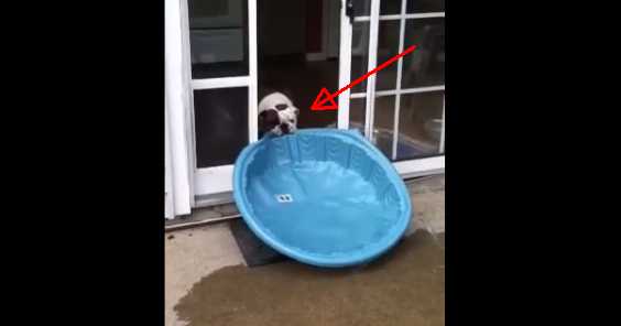 You’ll Surely Laugh At This Adorable Bulldog Hilariously Pulling Inflatable Pool Because He Wants To Swim Inside The House