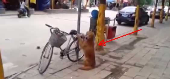 This Loyal Dog Guards Its Human’s Bike And Knows How To Ride At His Back When They’re Ready To Go
