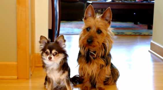 Watch The Dog On The Right When Mom Asks Them “Who Pooped In The Kitchen?”