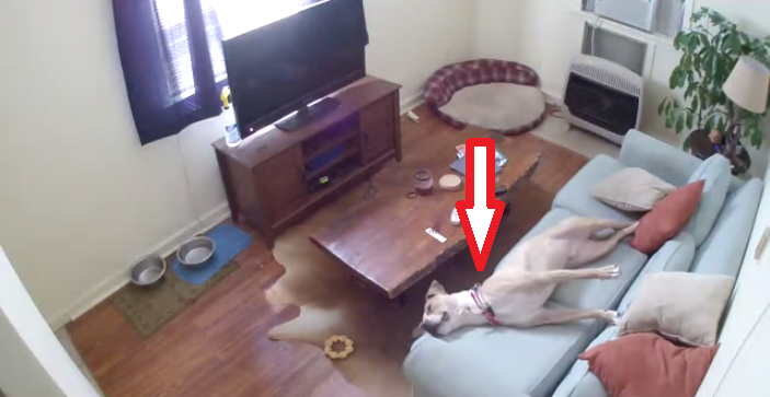 Adorable Dog Hilariously Fell In The Couch